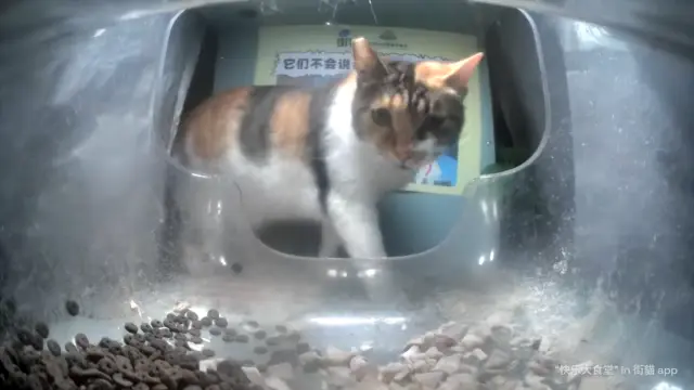 Front facing image of the cat Ms. Chess