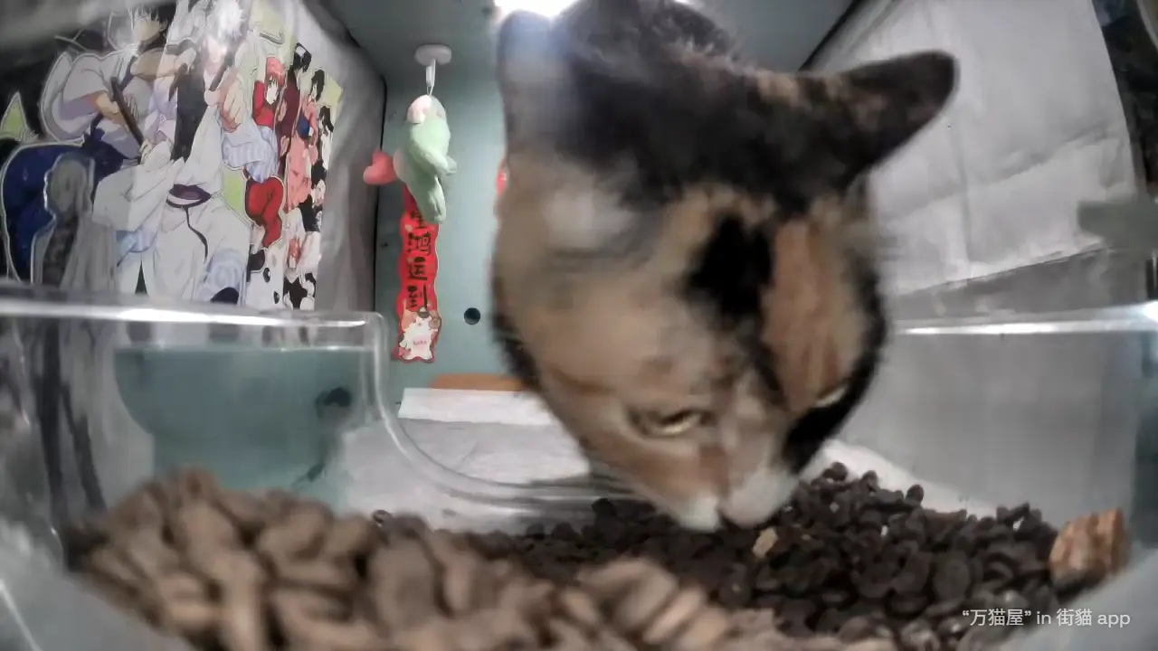 Mama Tortoiseshell eating